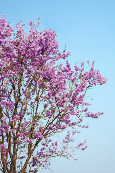 Flor rosa en el cielo azul, sakura de Tailandia, hermosa cereza bl —  Fotos de Stock