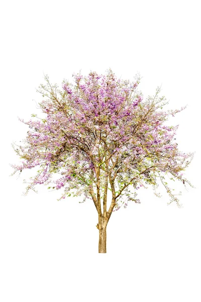 白い背景で隔離のピンクの花のツリー — ストック写真