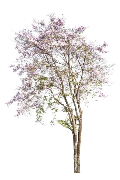 Rózsaszín virágok fa elszigetelt fehér background — Stock Fotó