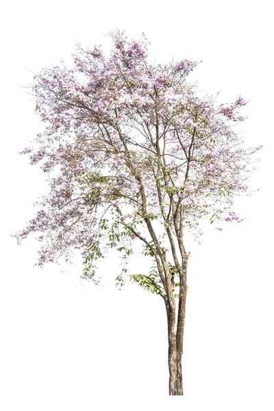 Albero dei fiori rosa isolato su sfondo bianco — Foto Stock