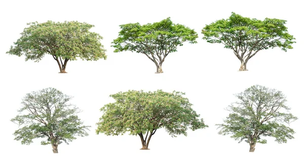 Conjunto de seis árvores verdes isoladas sobre fundo branco — Fotografia de Stock