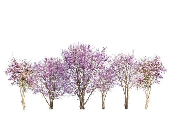 Serie di alberi di fiori rosa isolati su sfondo bianco — Foto Stock