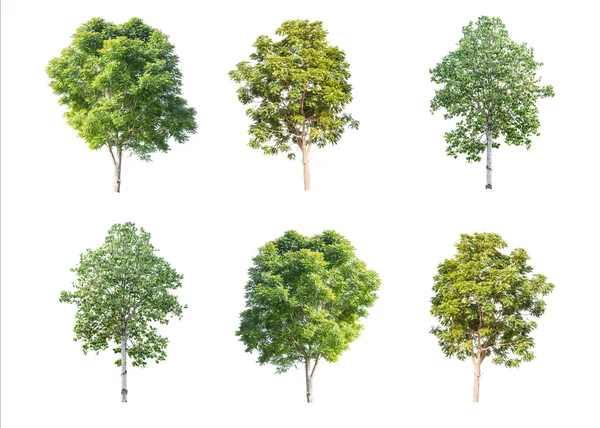 Seis árvores isoladas sobre fundo branco — Fotografia de Stock