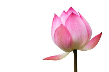 Pembe Lotus Çiçeği Beyaz Arkaplanda İzole Edildi.