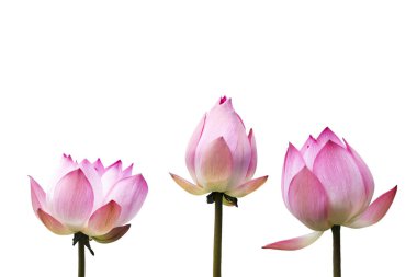 Pink Lotus flower Isolated On White Background. clipart