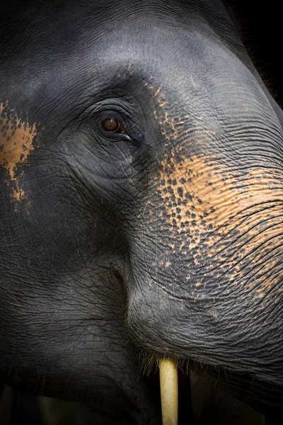 Primer Plano Del Elefante Retrato Dramático Animal — Foto de Stock
