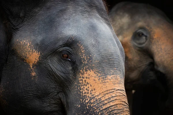 Primer Plano Del Elefante Retrato Dramático Animal — Foto de Stock