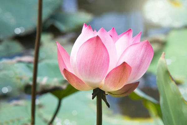 Fleur Lotus Rose Fleurissant Parmi Les Feuilles Luxuriantes Dans Étang — Photo