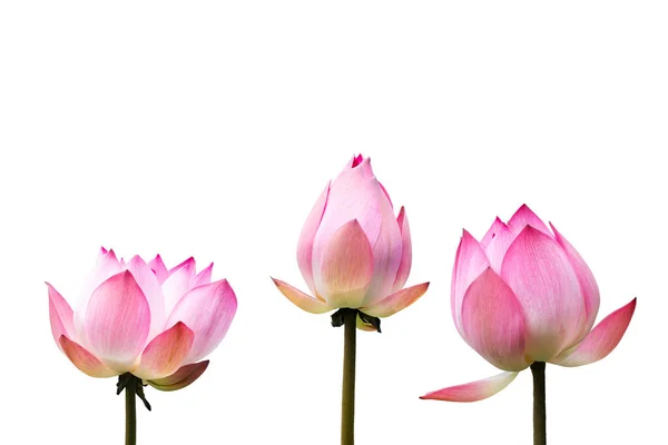 Pink Lotus Flower Isolated White Background Royalty Free Stock Photos