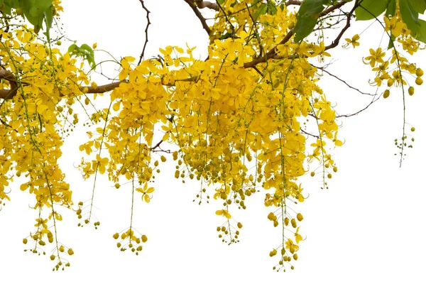 Cassia Fistula Bloem Geïsoleerd Witte Achtergrond — Stockfoto