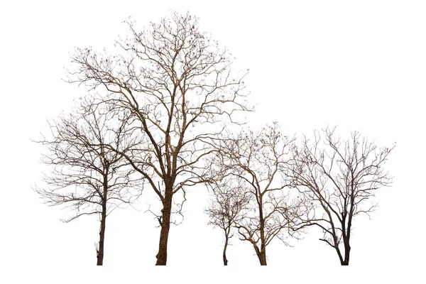 Beyaz Arka Planda Izole Edilmiş Ölü Ağaç Tasarım Reklam Mimarlık — Stok fotoğraf