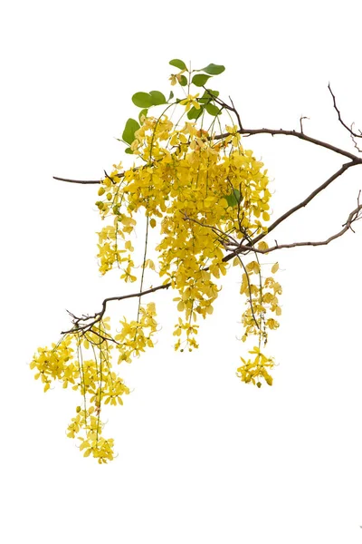 Cassia Fistula Bloem Geïsoleerd Witte Achtergrond — Stockfoto