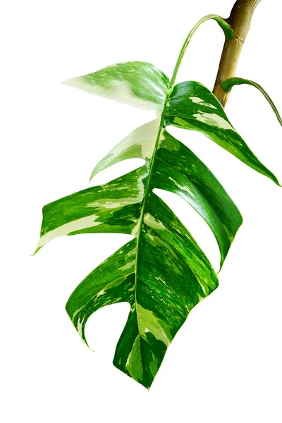 緑の葉エピプレミアム ピナトゥム白の背景に 本当の熱帯ジャングルの葉植物 斑入り植物 — ストック写真