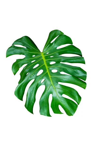 Inggris Green Leaf Monstera White Background Real Tropical Jungle Foliage — Stok Foto