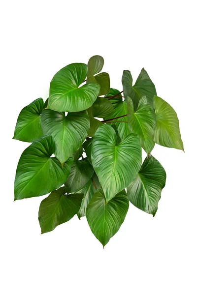 Green Leaf Homalomena Rubescens Koning Der Harten Witte Achtergrond Echte — Stockfoto