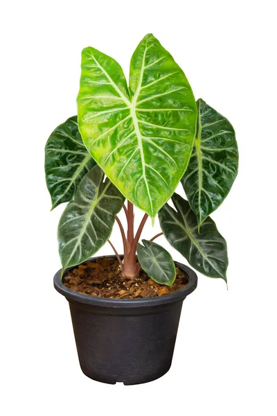 绿叶观赏植物背景为白色 真正的热带灌丛叶绿植物 免版税图库图片