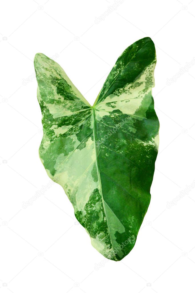 Green Leaf Alocasia macrorrhizos On White Background, Real Tropical Jungle Foliage Plants, Alocasia macrorrhizos