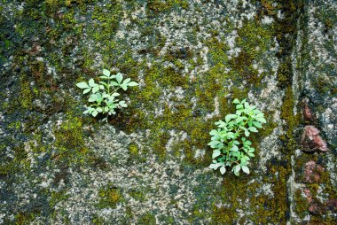 Yosun duvarında küçük ağaç