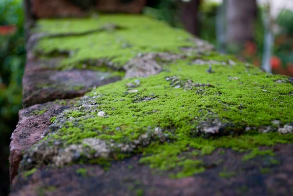 벽돌에 녹색 이끼 — 스톡 사진