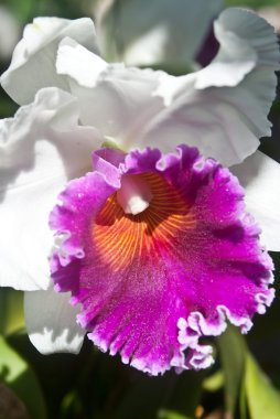 Beyaz Orkide çiçek