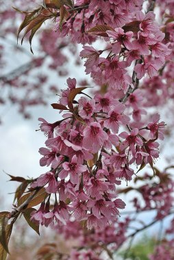 Güzel vahşi Himalaya Cherry Blossom