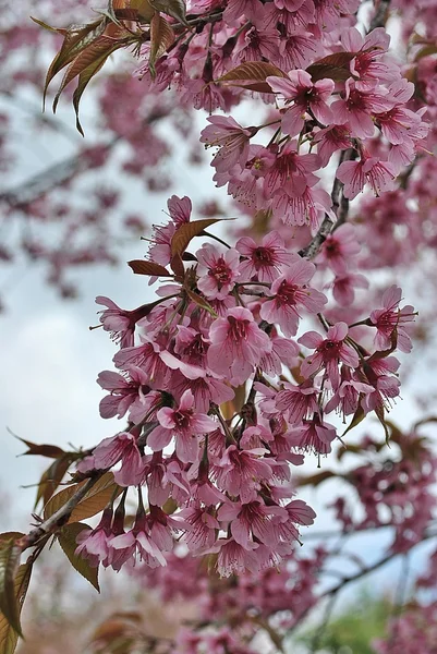 Πανέμορφη άγριο Ιμαλαΐων Cherry Blossom — Φωτογραφία Αρχείου