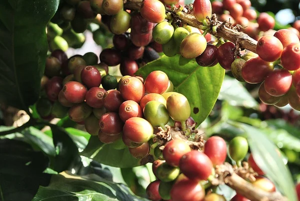 Rami dell'albero del caffè — Foto Stock