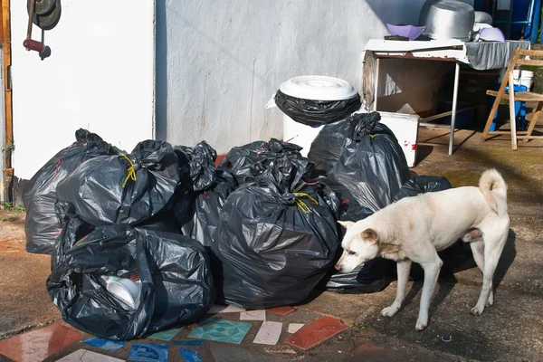 Garbage bags and white dog — Stock Photo, Image