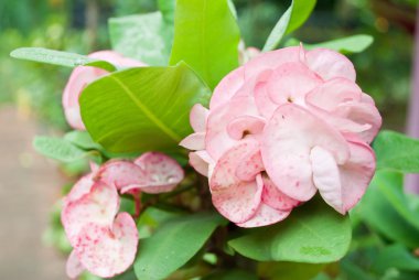 Dikenli çiçek tacı ya da Euphorbia milli Desmoul 