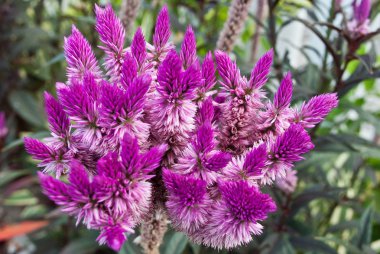 Tüy çiçek (Celosia Venezuela)