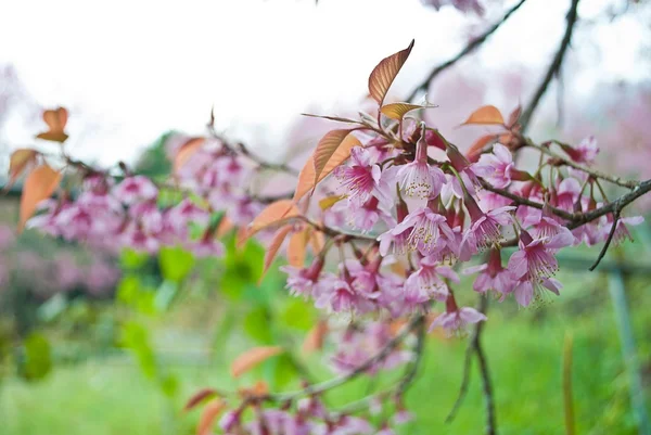 Primavera Fiori di ciliegio, fiori rosa. — Foto Stock