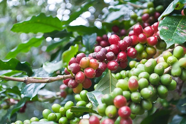 Chicchi di caffè che maturano su un albero — Foto Stock