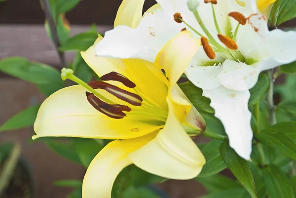 Blühende Lilien im Garten — Stockfoto