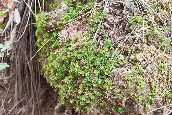 Closeup green Sphaqnum Moss — Stock Photo, Image