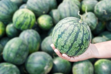 karpuz el ile arka plan bulanıklık