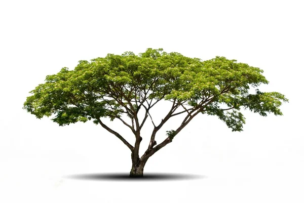 Trees isolated on white background — Stock Photo, Image