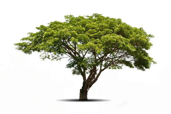 Árbol aislado sobre fondo . — Foto de Stock