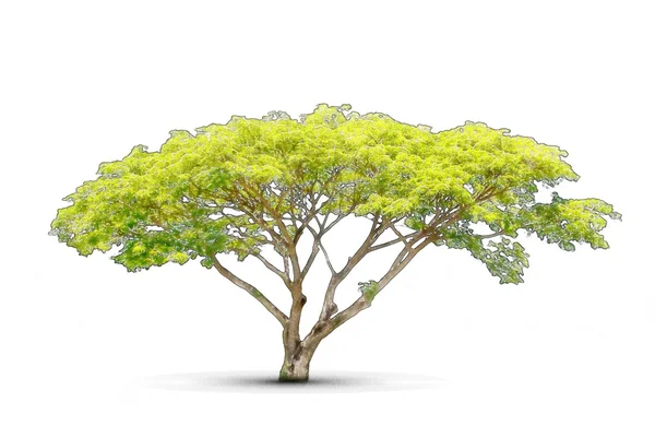 Árvore de estilo de cor da água isolado no fundo . — Fotografia de Stock