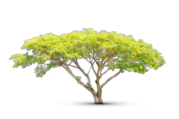 Árbol de acuarela estilo aislado sobre fondo . — Foto de Stock