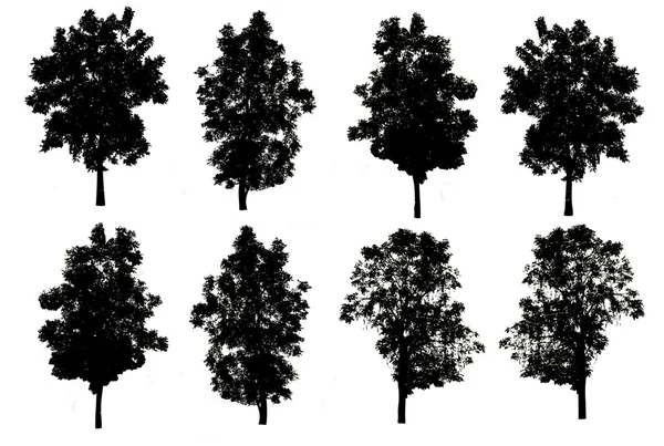 Ensemble de huit silhouettes d'arbres isolés sur fond blanc avec — Photo