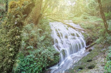 Derin orman şelale Kew Mae Pan, Chom tanga, Chiang Mai, inci