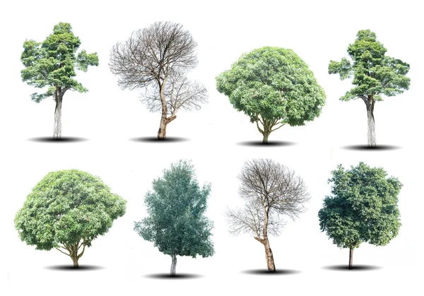 Conjunto de oito árvores verdes e árvores mortas isoladas em backgr branco — Fotografia de Stock
