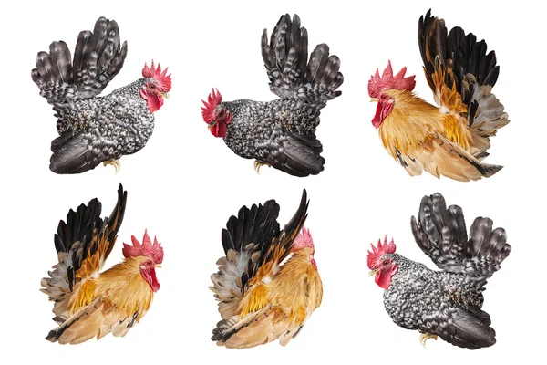 Chicken bantam ,Rooster crowing isolated on white — Stock Photo