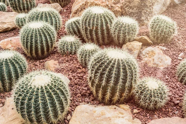 Foto van close-up groene cactus ontluikende — Stockfoto