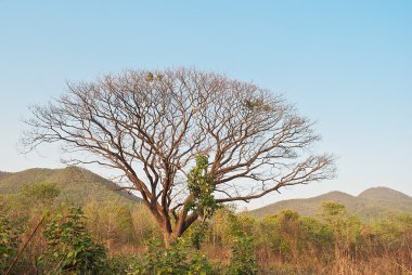 Dağ zemin üzerine mavi gökyüzünde ölü büyük ağaç dalı