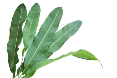 Heliconia: üzerinde yeşil yaprak izole beyaz arka plan.