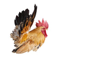 tavuk ufak tefek beyaz backgrond metin için yer ile izole