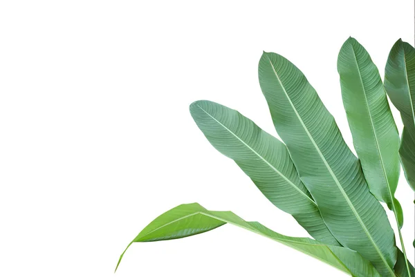 Heliconia: foglia verde su fondo bianco isolato . — Foto Stock