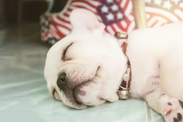 Seramik yer karoları üzerinde uyuyan Fransız bulldog köpek yavrusu