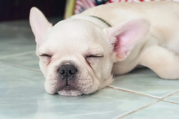 Seramik yer karoları üzerinde uyuyan Fransız bulldog köpek yavrusu